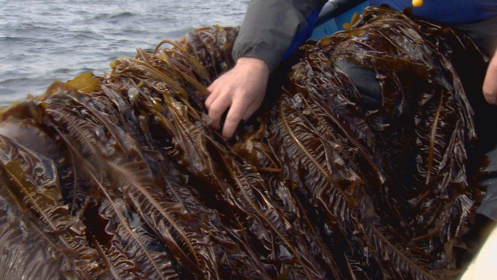 Crop of seaweed