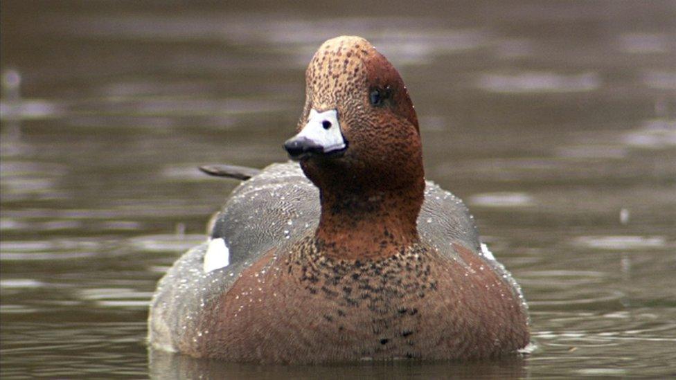 Wigeon