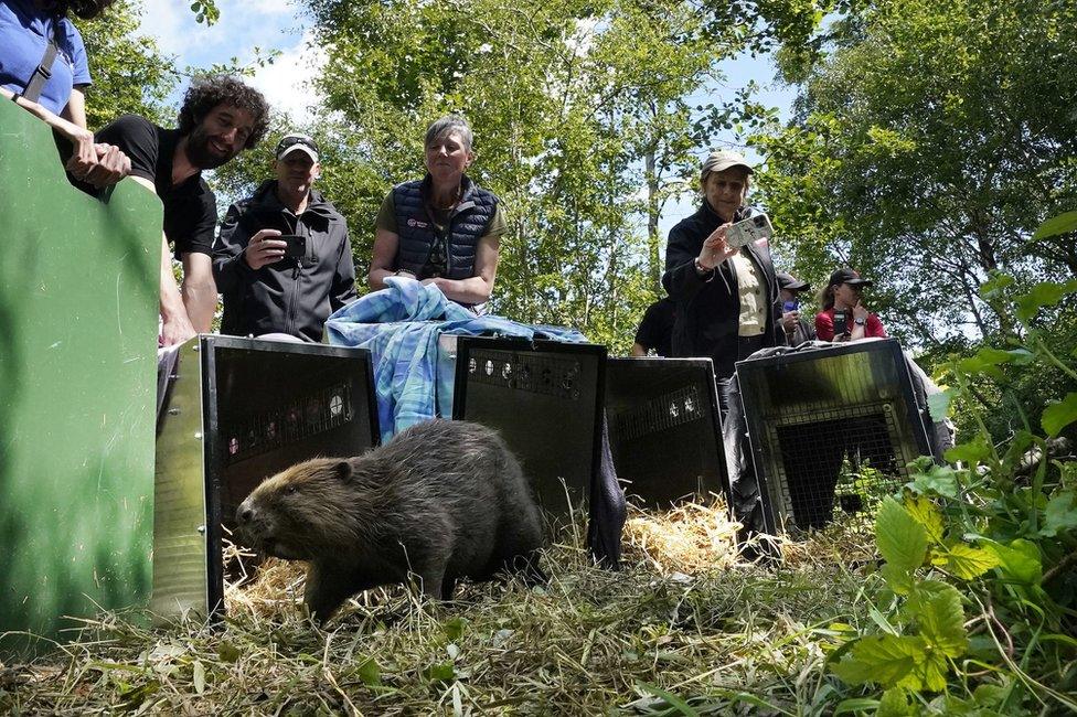 Beaver with onlookers