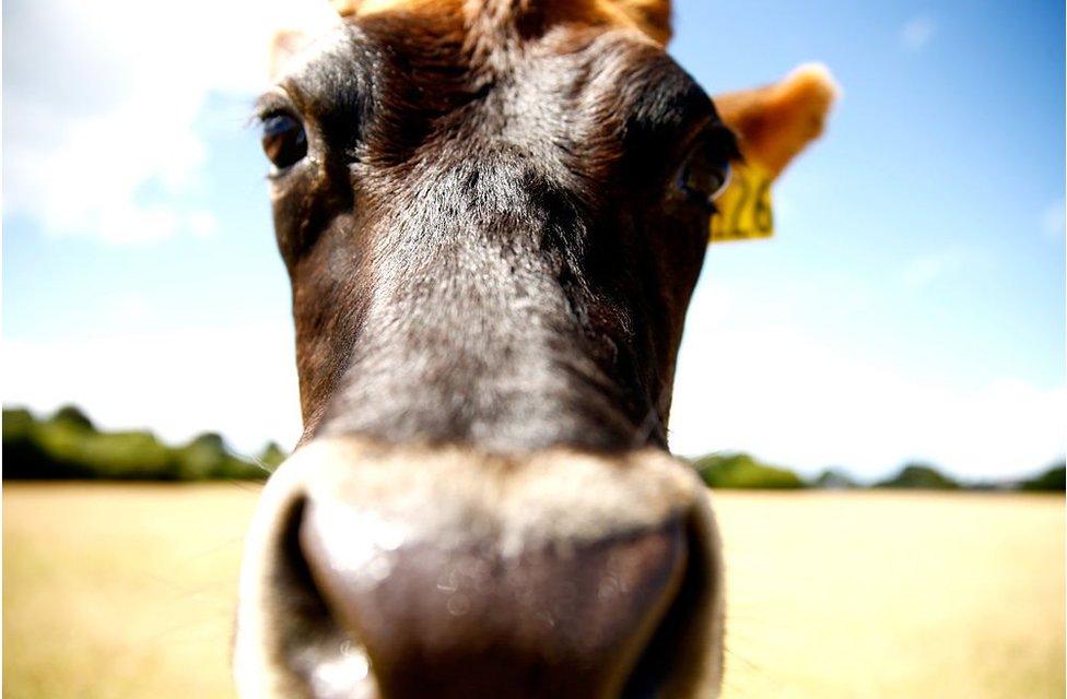 A cow in Auckland, New Zealand