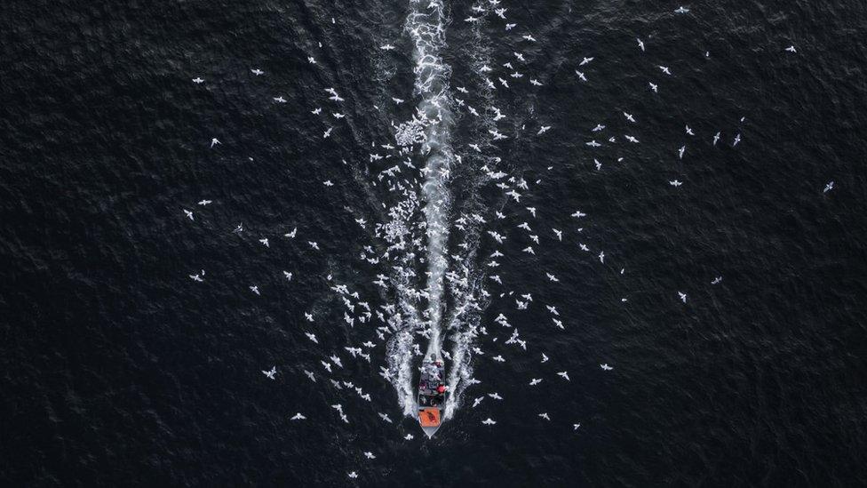 A cod fishing boat with seagulls