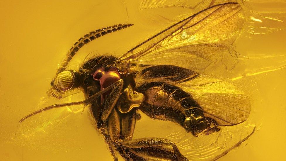 Fungus gnat trapped in amber