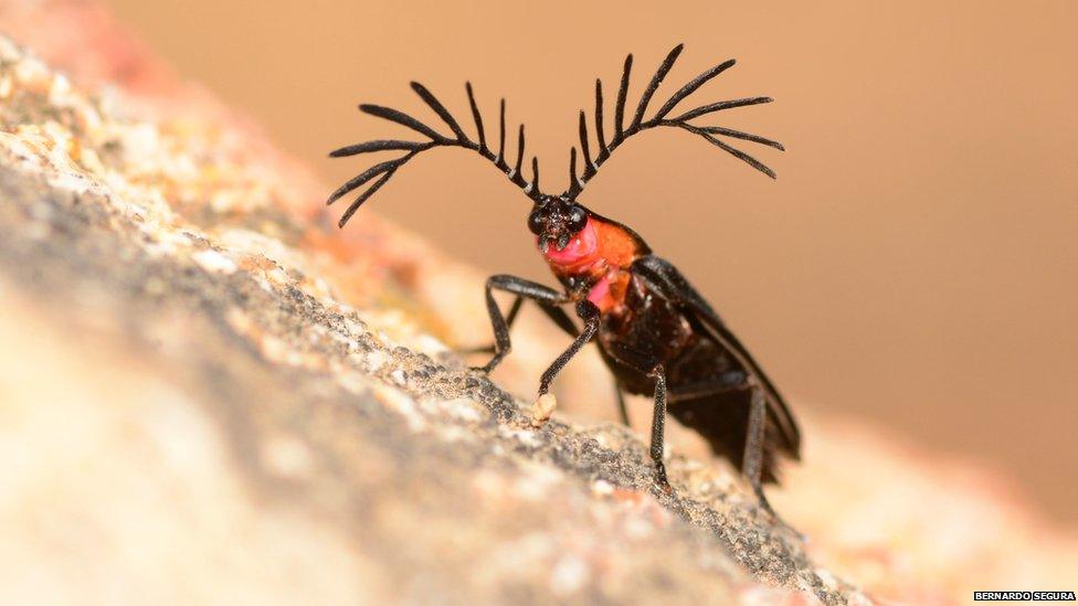 beetle waving its antennae to sniff out females