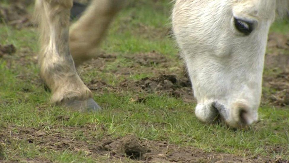 Horse grazing in paddock