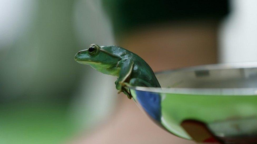 A fleas flying tree frog sits on scales