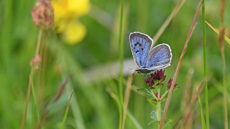 large blue butterfly