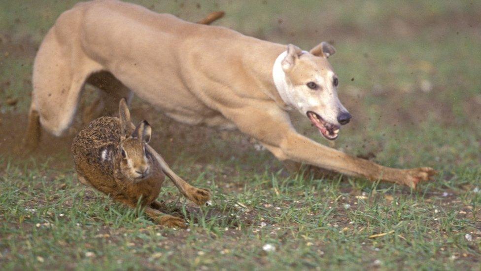 hare coursing