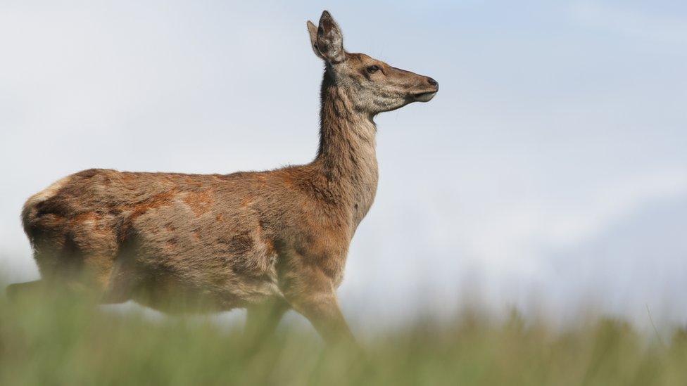 Red deer hind