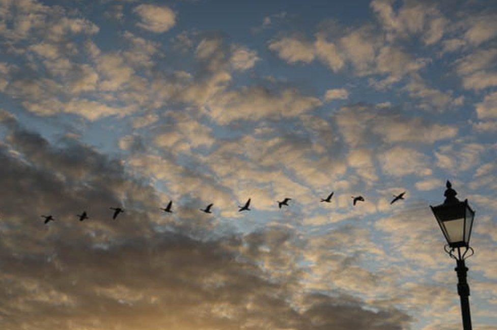 Birds flying in a cloudy sky