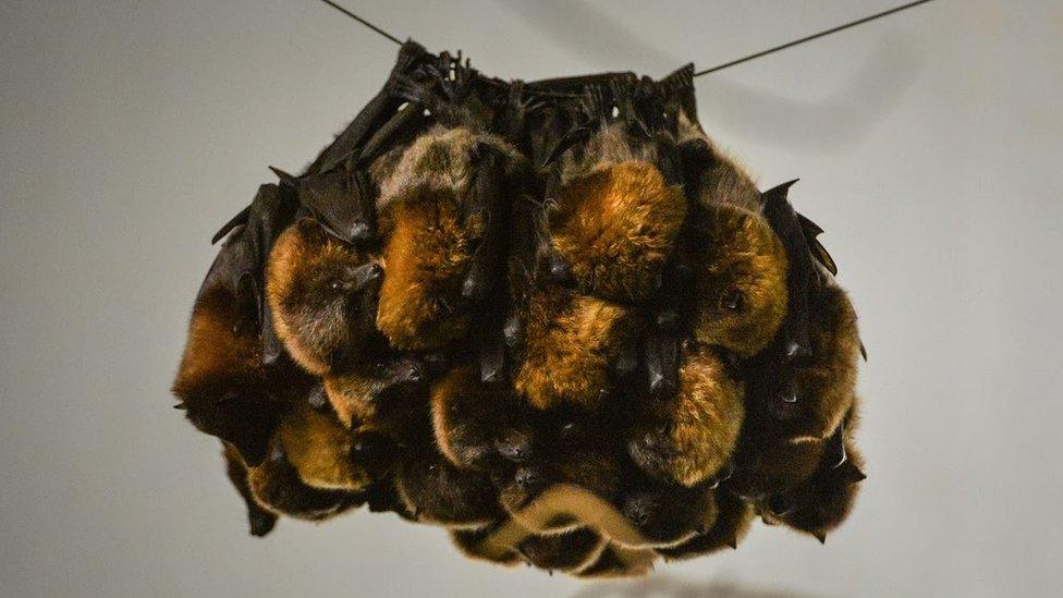 A bundle of Rodrigues fruit bats