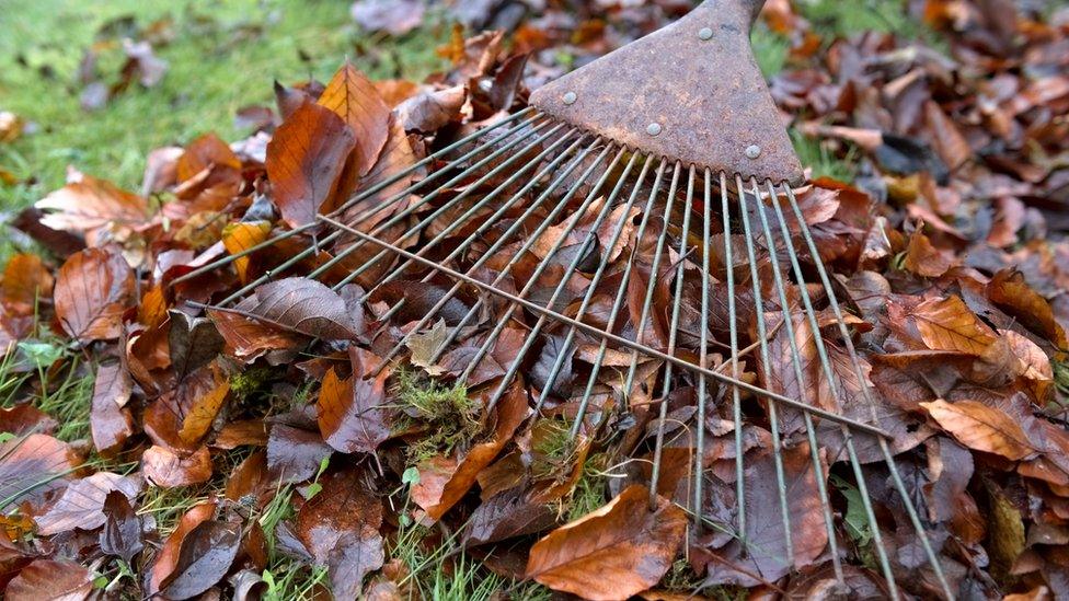 Leaves and a rack