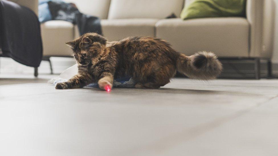 A cat playing with a laser pointer