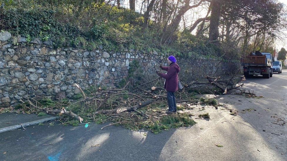 Woman picking pine from trees in Guernsey