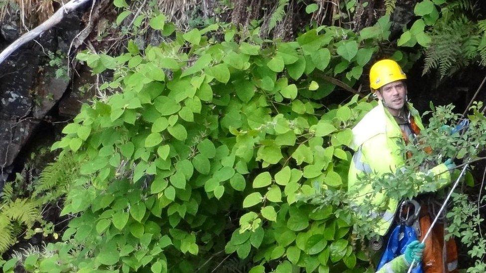 Abseilers in Japanese Knotweed