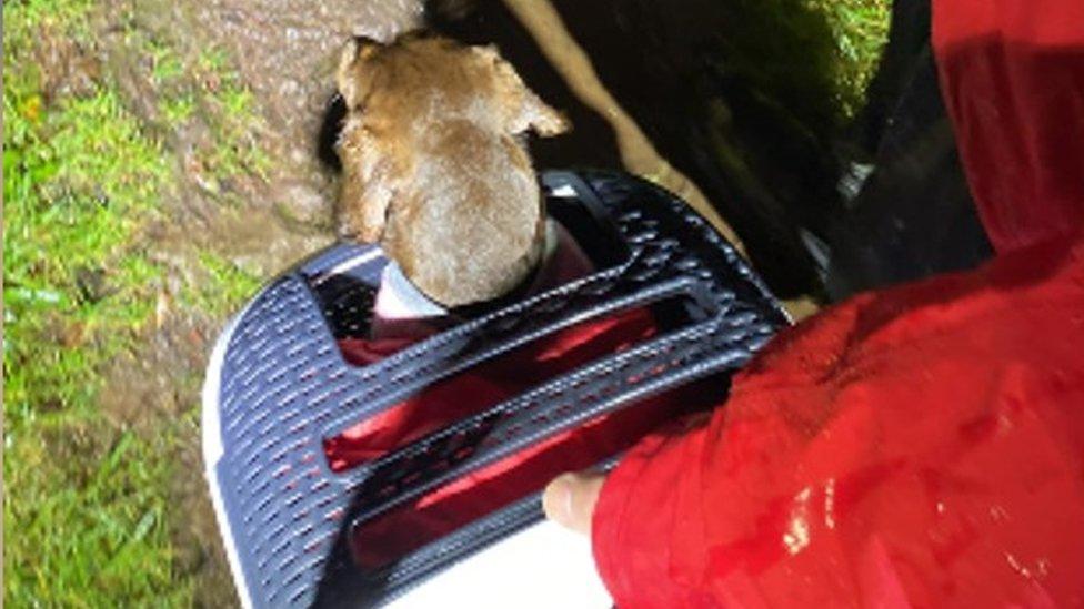 Dog being rescued in a cat basket