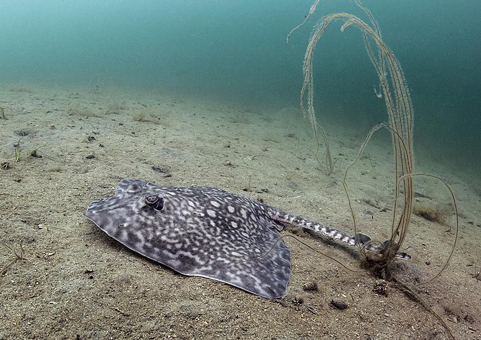 Thornback ray