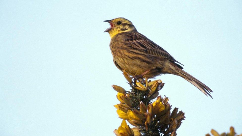 Yellowhammer