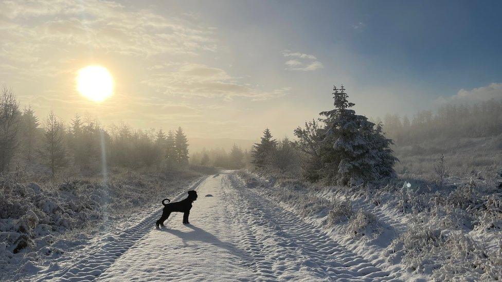 Flossie the Giant Schnauzer having fun in the snow in North Yorkshire