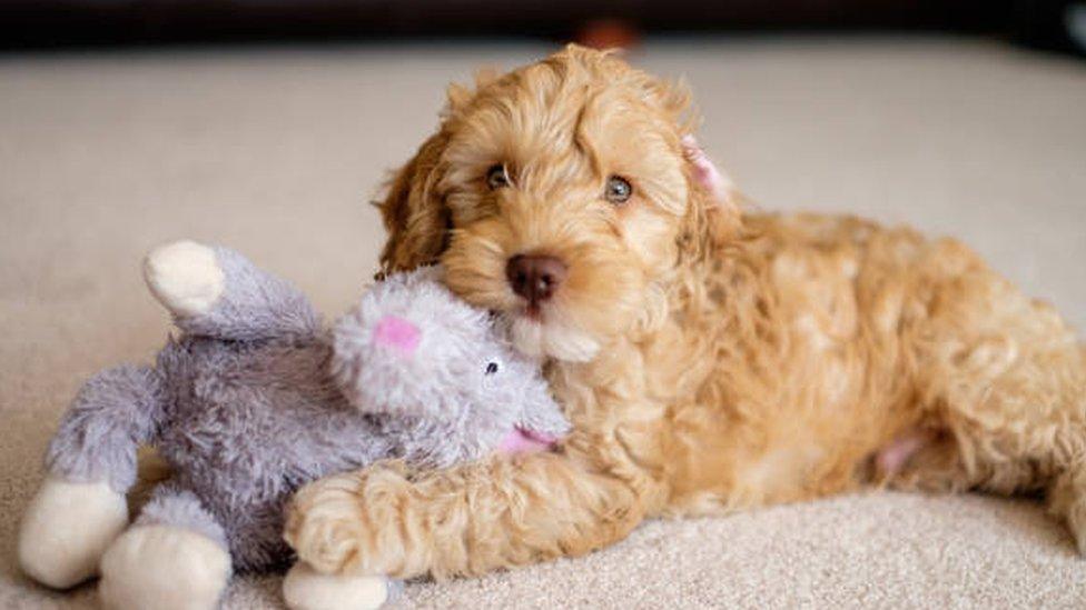 A cockerpoo with a teddy