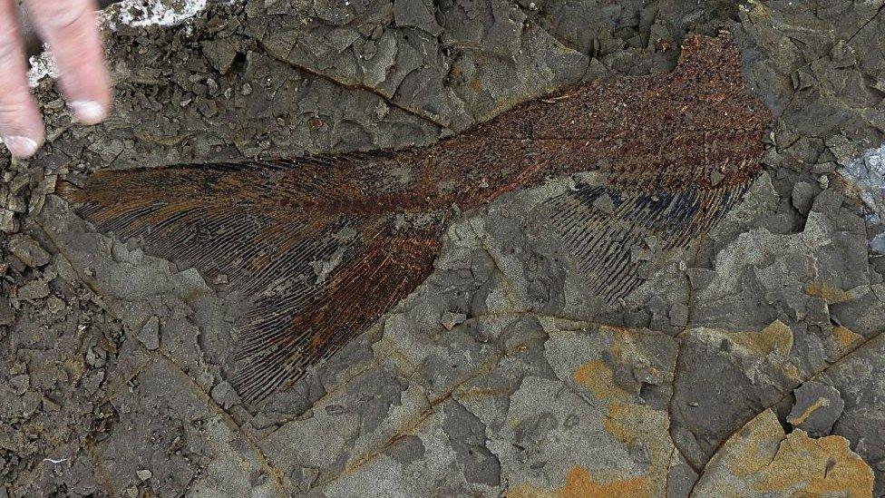 fish fossil