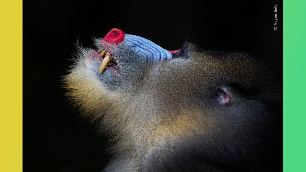 mandrill