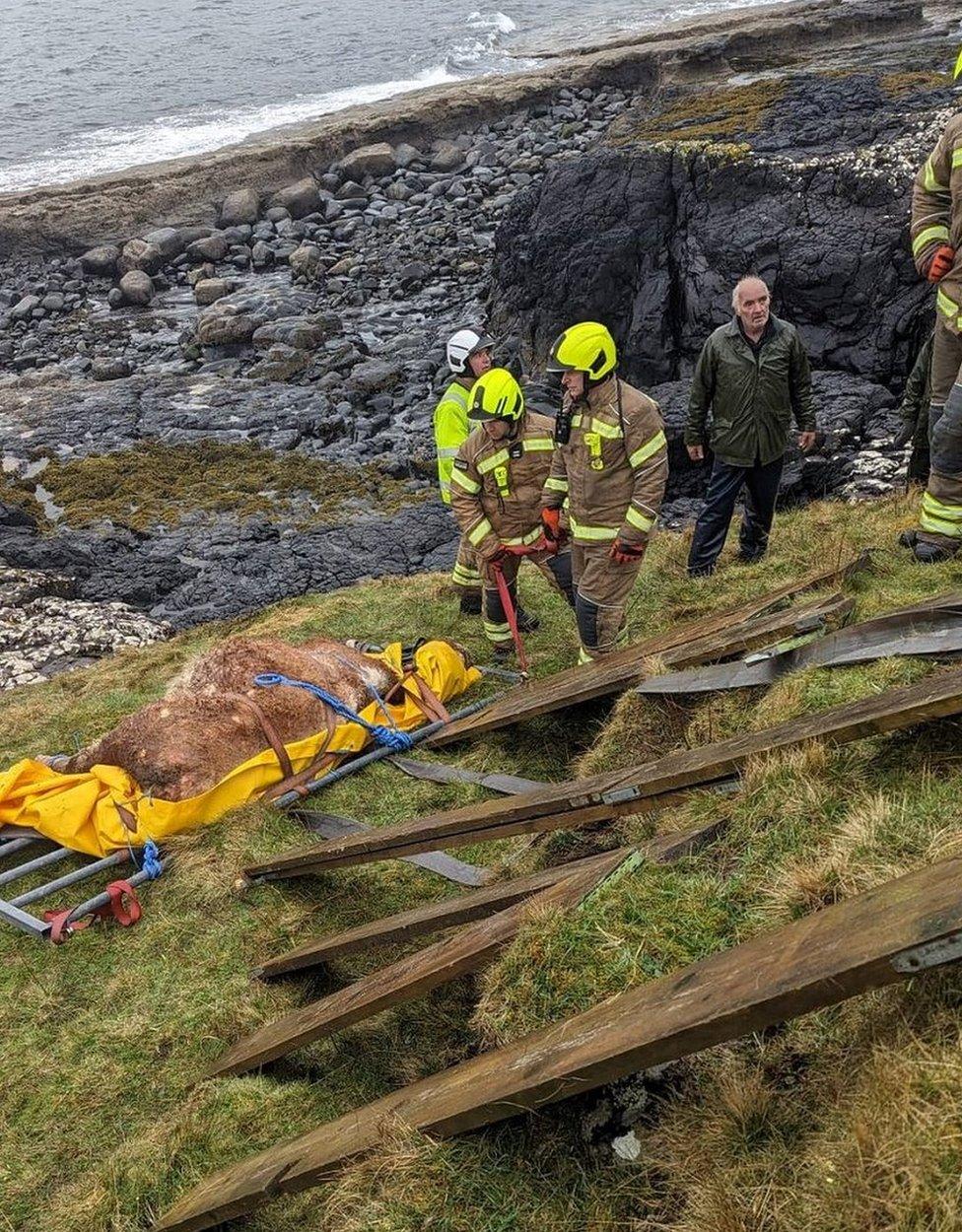 rescue of pregnant cow