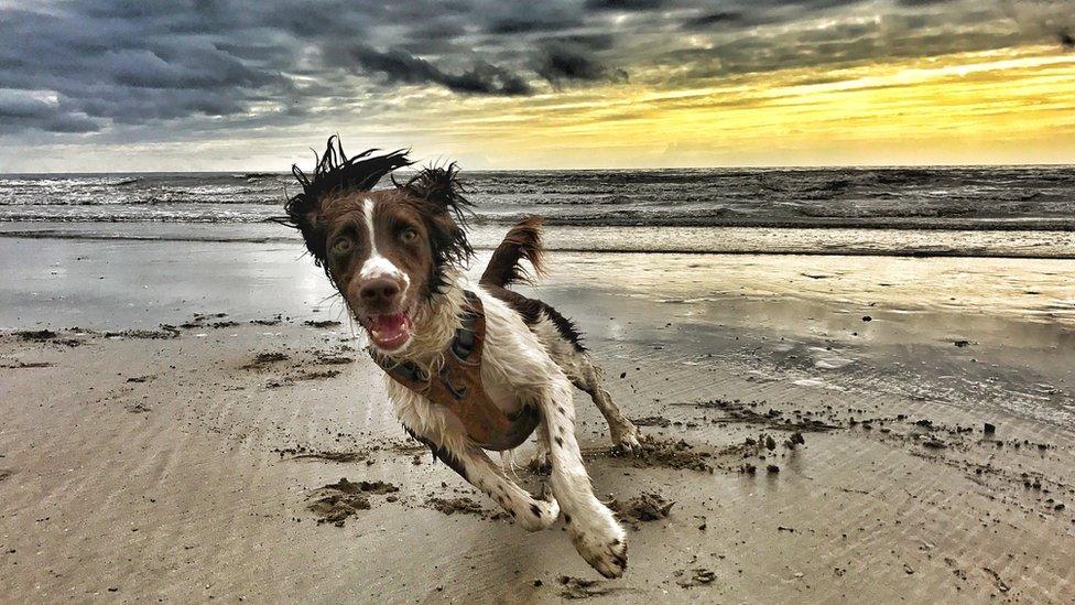 Fly the spaniel on Harlech beach