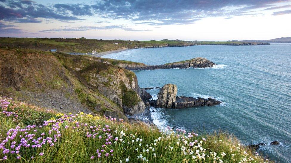 Wild flowers on the cliffs of Whitesands bay on the Pembrokeshire coast path near St Davids at sunset