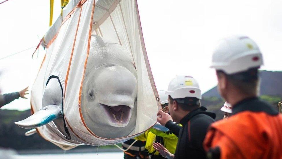 Beluga whale.