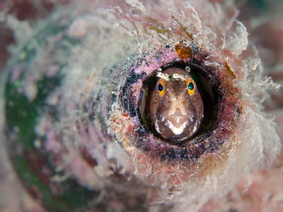 A blenny framed inside a glass bottle