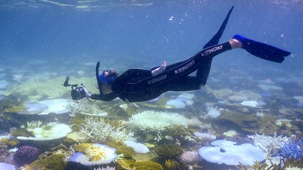 This photo taken on April 5, 2024, shows marine biologist Anne Hoggett inspecting and recording bleached and dead coral around Lizard Island on the Great Barrier Reef, located 270 kilometres (167 miles) north of the city of Cairns. Australia's spectacular Great Barrier Reef is experiencing the most widespread bleaching on record, with 73 percent of surveyed reefs damaged.