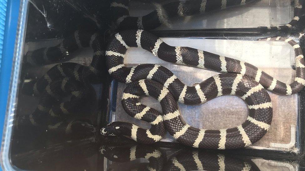 California kingsnake