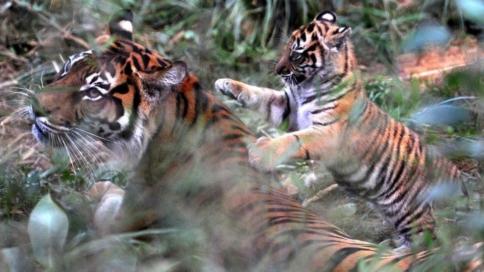 Melati with one of her cubs