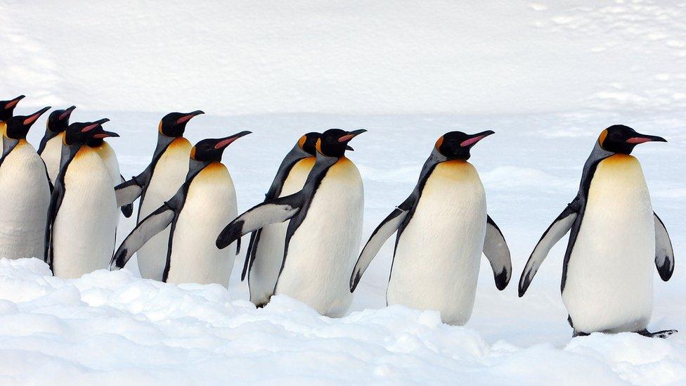 King Penguins