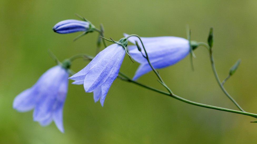 harebell