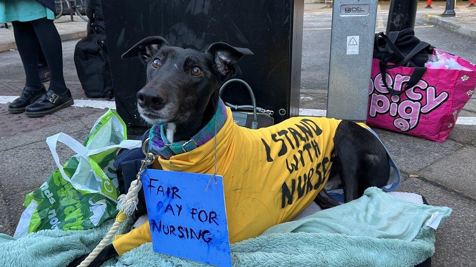 Dog in picket