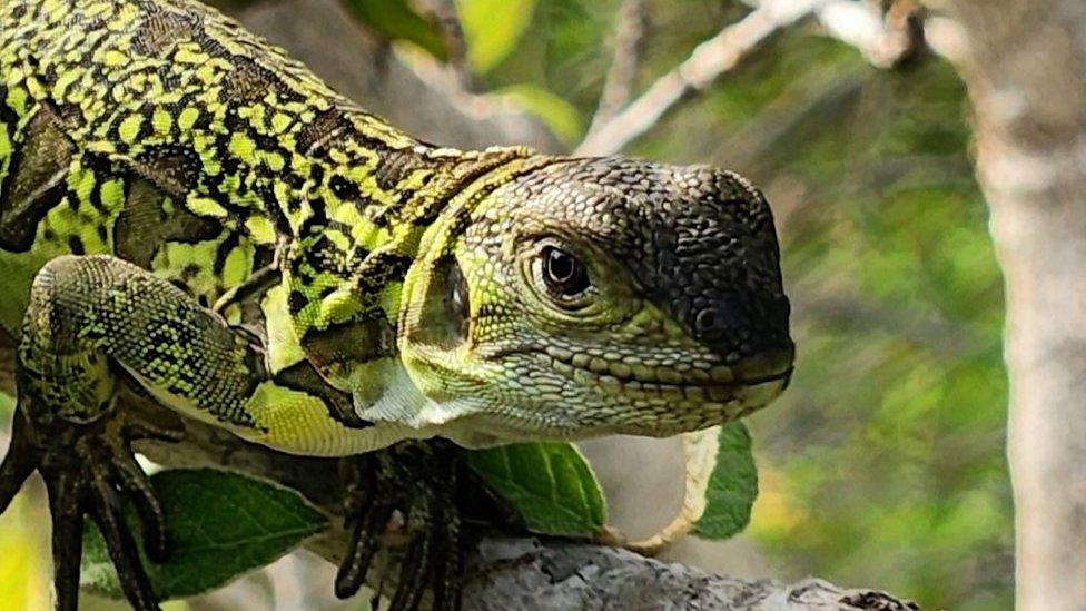 Baby pink iguana on tree branch