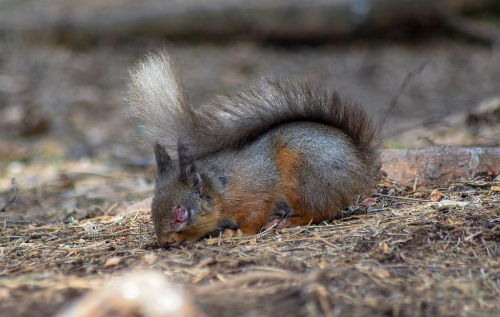 Squirrel with symptoms of squirrelpox