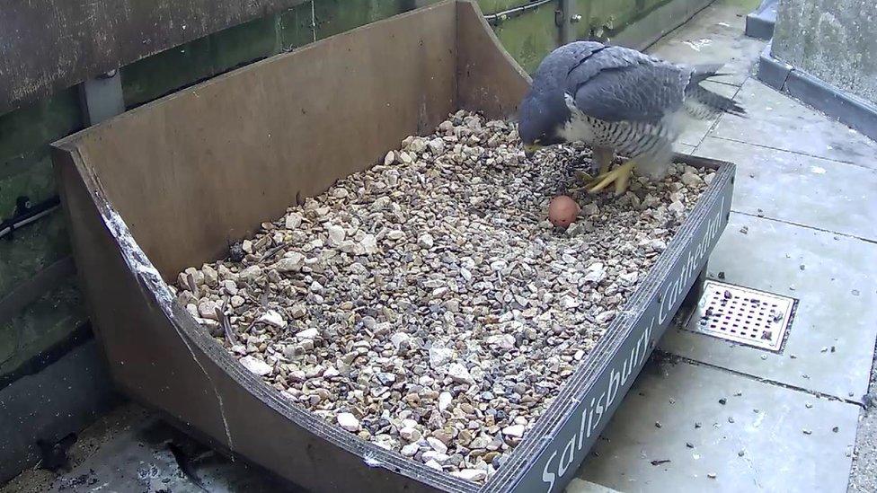 Peregrine falcon with egg