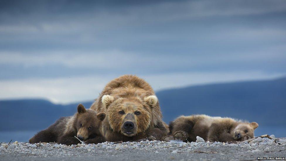 brown bear and cubs