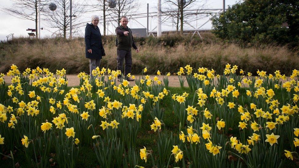 Daffodils