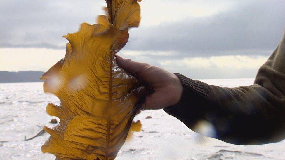 Hand holding seaweed