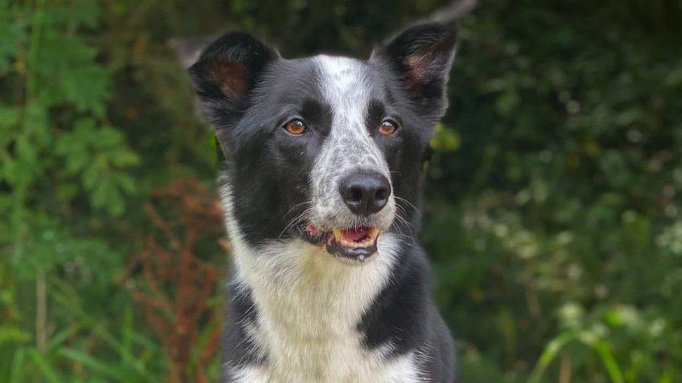 Image of Seb with Buddy the black and white border collie dog.