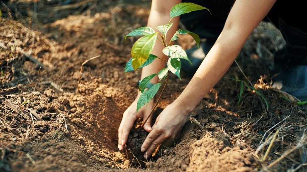 woman-planting-trees.