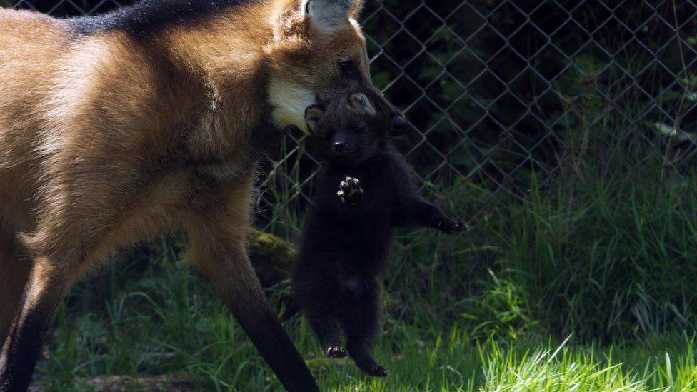 The maned wolf pup and its mother at Exmoor Zoo