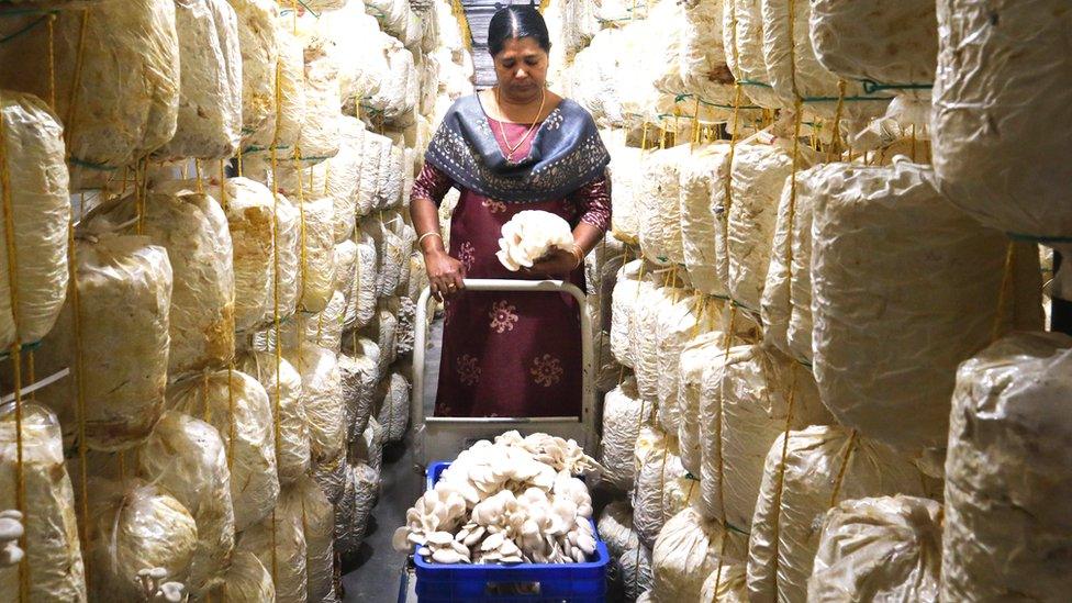 Leena's Mushroom Farm