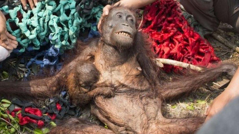 A baby orangutan, Anti (centre left), holds onto her malnourished mother while being rescued in the village of Kuala Satong in West Kalimantan province (14 October 2015)