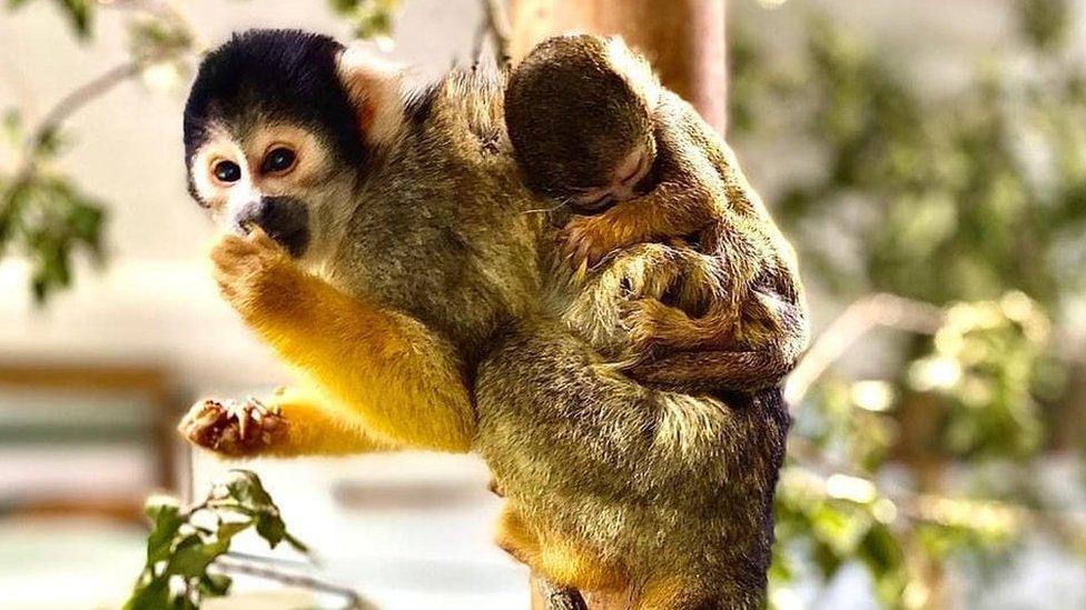 Squirrel Monkey and baby