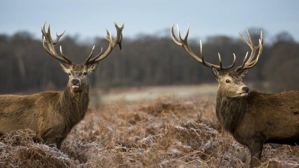 Two antlered deer standing