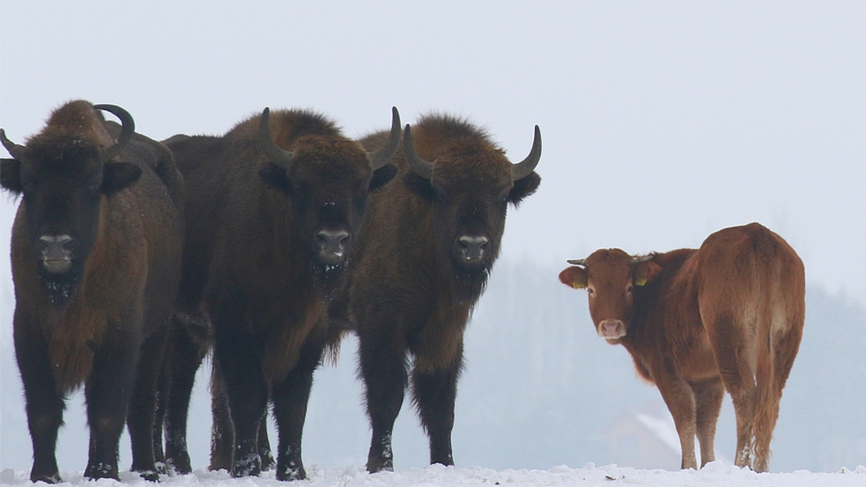 Cow among wild bison, Poland, January 2018